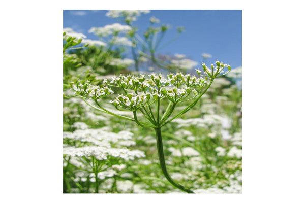West Coast Seeds - Cumin (1g)