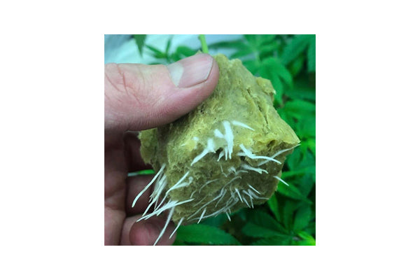 CYCO Cyclone Rooting Gel