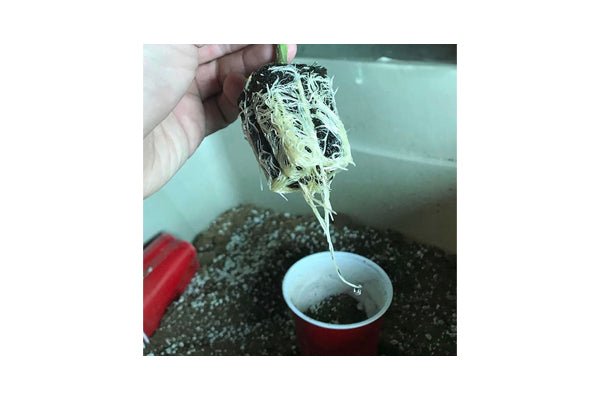 CYCO Cyclone Rooting Gel
