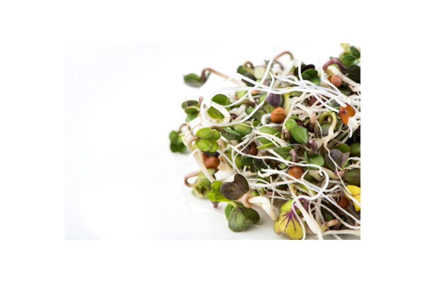 Load image into Gallery viewer, Mumm's Sprouting Seeds - Daikon Radish (100g)