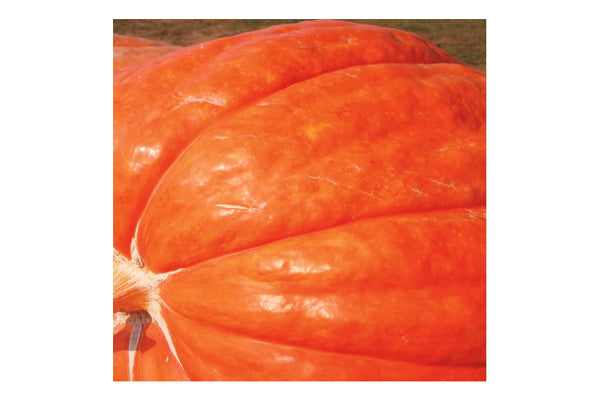 West Coast Seeds - Pumpkins Dill's Atlantic Giant (3g)