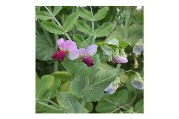 West Coast Seeds - Peas Dwarf Grey Sugar (25g)