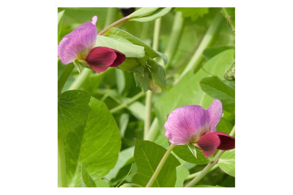 West Coast Seeds - Peas Dwarf Grey Sugar (25g)