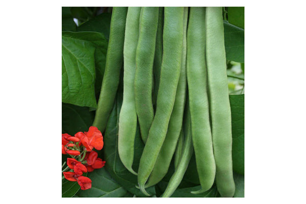 West Coast Seeds - Beans Firestorm