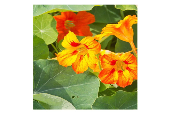 West Coast Seeds - Nasturtiums Glorious Gleam (5g)
