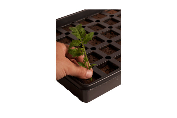 Jump Start - AccelaROOT 50-Cell Tray w/Insert & Starter Plugs