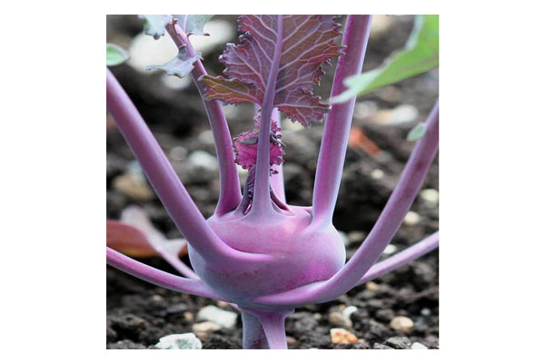 Load image into Gallery viewer, West Coast Seeds - Kolibri Kohlrabi - Crisp, Purple-Skinned Hybrid (0.25g)