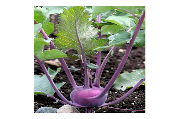 Load image into Gallery viewer, West Coast Seeds - Kolibri Kohlrabi - Crisp, Purple-Skinned Hybrid (0.25g)