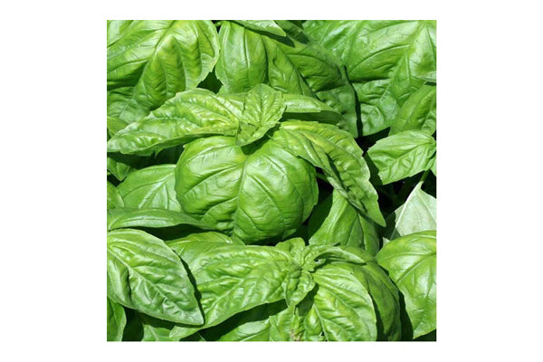 West Coast Seeds - Basil Lettuce Leaf (0.50g)