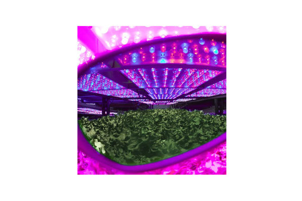 Method Seven - Glasses Cultivator LED Plus+