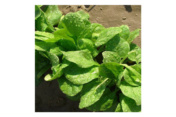 West Coast Seeds - Spinach Monstrueux de Viroflay (5g)