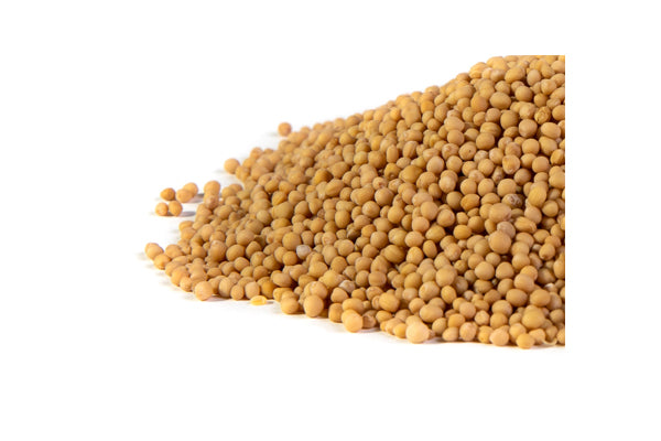 Load image into Gallery viewer, Mumm's Sprouting Seeds - Mustard Yellow (100g)