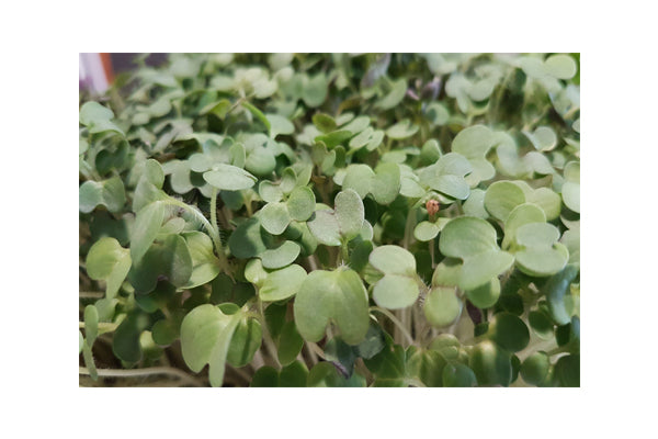 Load image into Gallery viewer, Mumm's Sprouting Seeds - Mustard Yellow (100g)