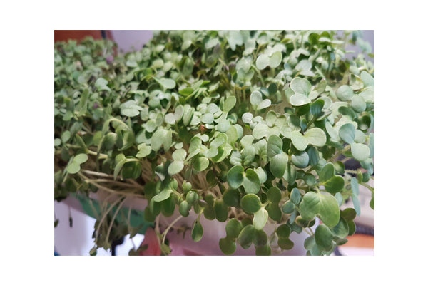 Load image into Gallery viewer, Mumm's Sprouting Seeds - Mustard Yellow (100g)