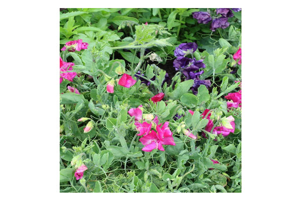 West Coast Seeds - Sweet Peas Patio Mix (3g)