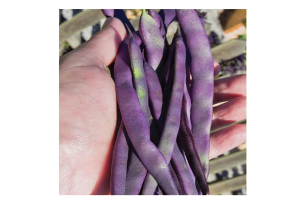 West Coast Seeds - Beans Purple Peacock (50g)