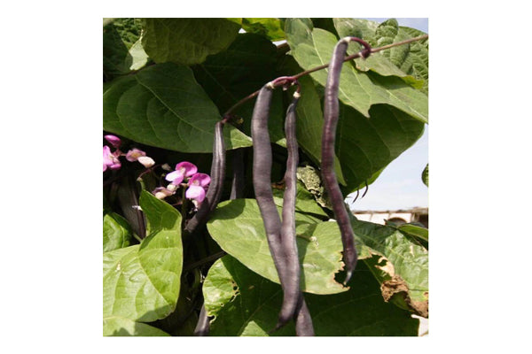 West Coast Seeds - Beans Purple Peacock (50g)