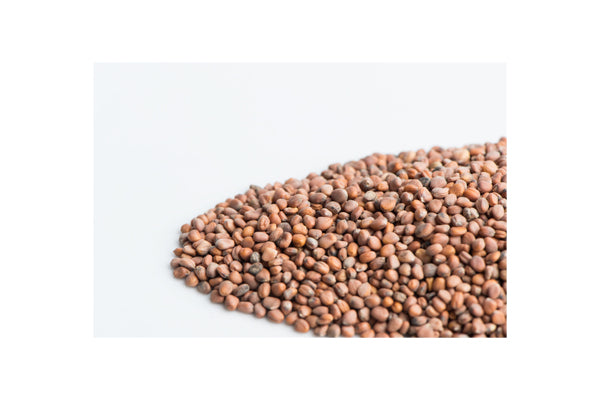 Load image into Gallery viewer, Mumm's Sprouting Seeds - Radish Triton (125g)