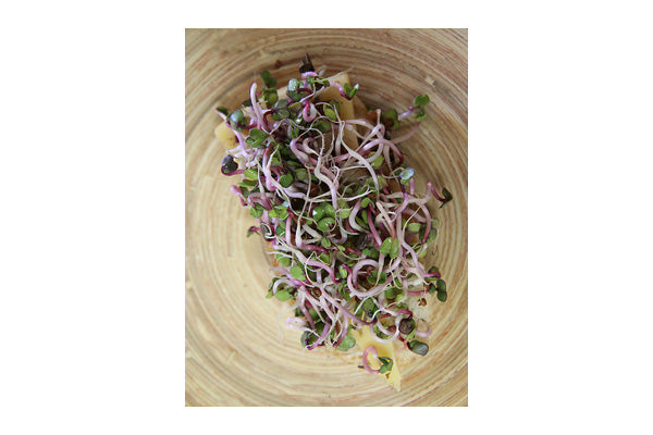 Load image into Gallery viewer, Mumm's Sprouting Seeds - Radish Triton (125g)