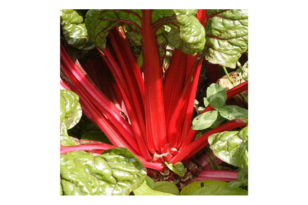 West Coast Seeds - Swiss Chard Rhubarb Chard (3g)