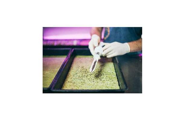 Grodan - Rockwool Cress Plates (10x20")