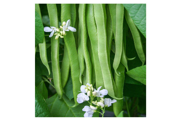 West Coast Seeds - Beans Snowstorm