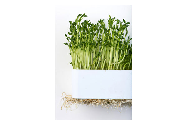 Load image into Gallery viewer, Mumm's Sprouting Seeds - Speckled Peas (125g)