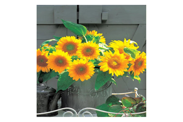 West Coast Seeds - Sunflowers Sunrich Gold (1g)