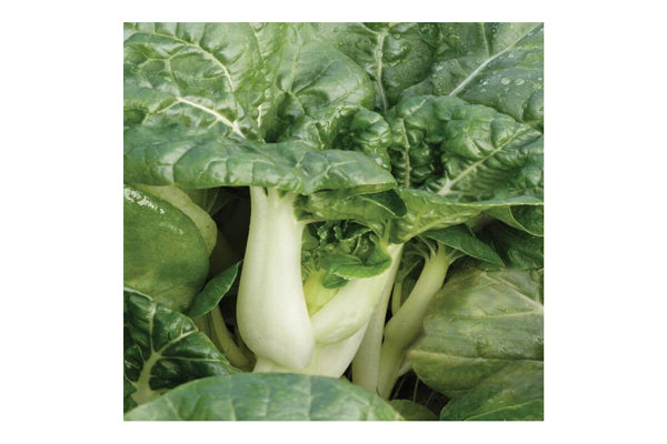 West Coast Seeds - Pac Choi Toy Choy (0.25g)