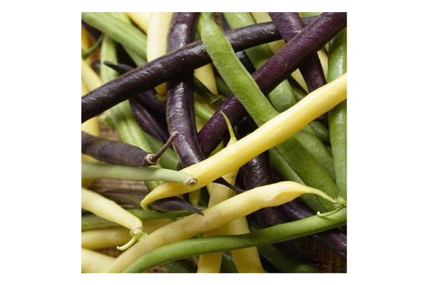 West Coast Seeds - Beans Tricolor Bean Blend (30g)