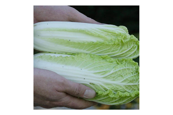 West Coast Seeds - Cabbage Wa Wa Sai F1 (0.10g)