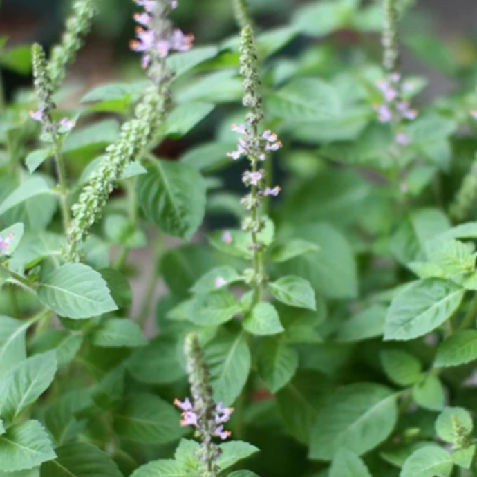 West Coast Seeds - Holy Basil (Tulsi) Seeds - Certified Organic, Medicinal & Culinary