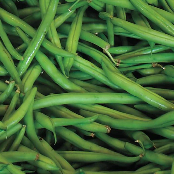 West Coast Seeds - Blue Lake Pole Beans (50g) - Tender, Meaty, and Stringless