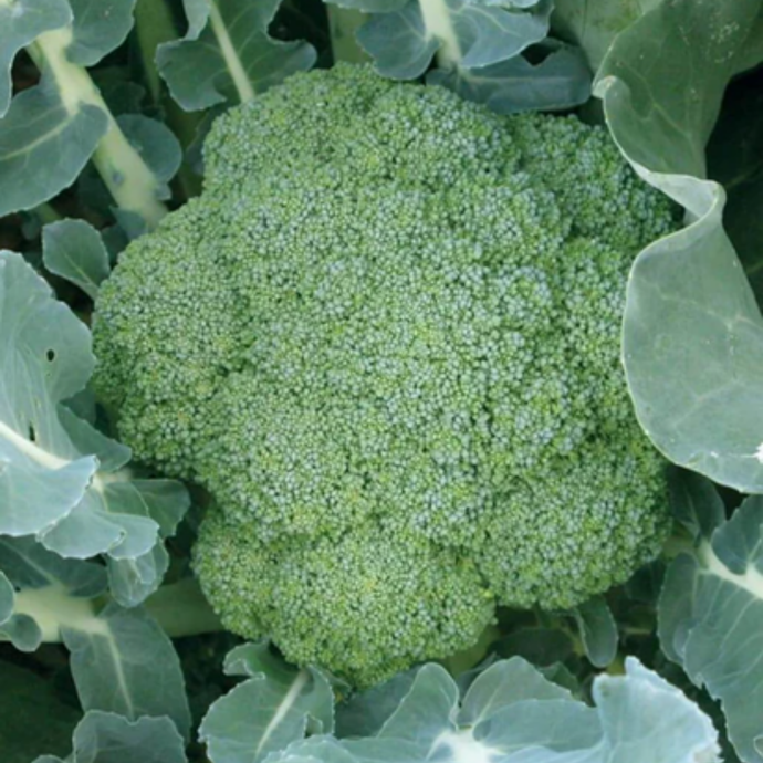West Coast Seeds - Green Magic Broccoli - Hybrid, Uniform Heads, 60 Days