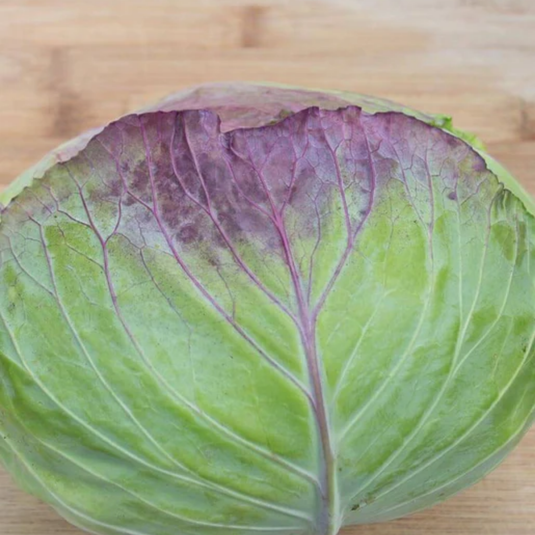West Coast Seeds - Taiwan Cabbage F1 Hybrid - Heat Tolerant & High Yield (0.25g)