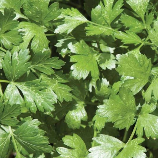 West Coast Seeds - Cilantro Santo - Slow Bolting, Long Standing (1g)
