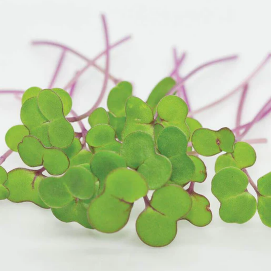 West Coast Seeds - Kale Microgreens - Nutrient-Rich Superfood (50g)
