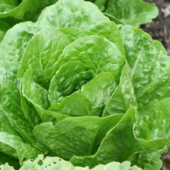 West Coast Seeds - Coastal Star Organic Romaine Lettuce - Tall, Dark, Nutritious Romaine