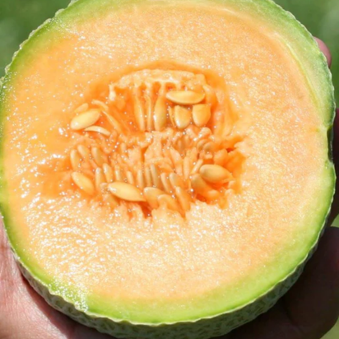West Coast Seeds - Halona F1 Cantaloupe Melon Seeds - Sweet & Aromatic