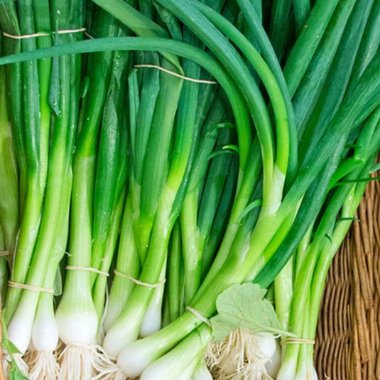 West Coast Seeds - Eiffel Onions - Crisp & Flavorful Scallions (1g)
