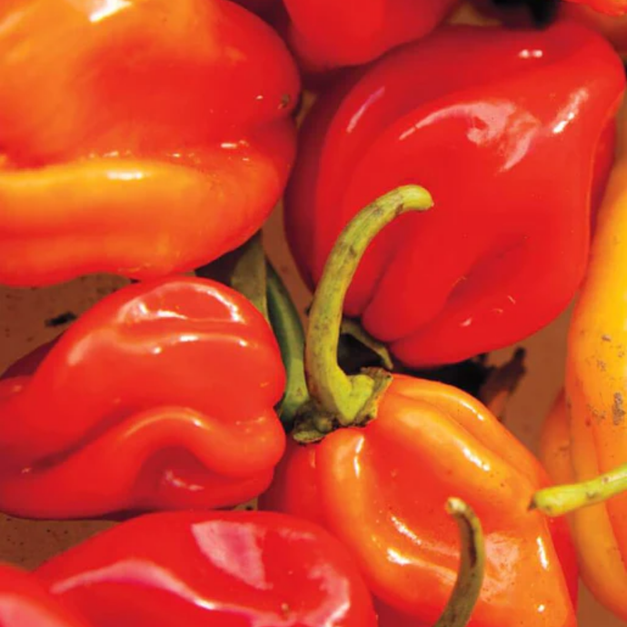 West Coast Seeds - Habanero Peppers (0.25g) - Fiery Hot, Tropical Flavor