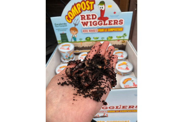 Pure Life Soil - Red Wigglers Cup (50 wigglers)
