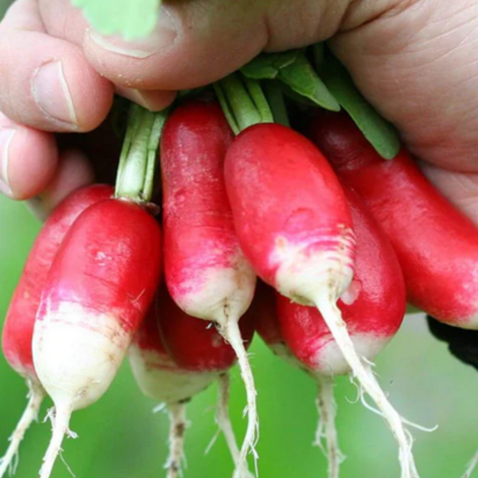 West Coast Seeds - French Breakfast Radish | Heirloom, Fast-Growing, Crunchy & Mildly Spicy