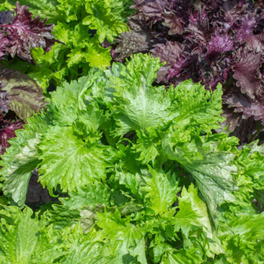 West Coast Seeds - Green Perilla Shiso Seeds - Hardy Annual, Asian Culinary Herb