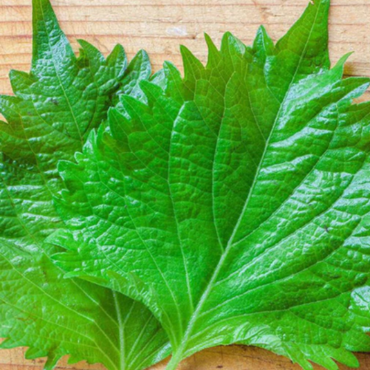 West Coast Seeds - Green Perilla Shiso Seeds - Hardy Annual, Asian Culinary Herb