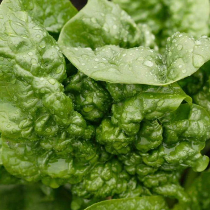 West Coast Seeds - Bloomsdale Savoy Spinach - Heirloom, Sweet & Tender
