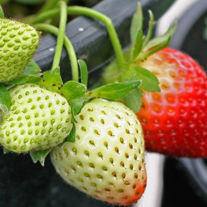 West Coast Seeds - Fresca Strawberry Seeds - Everbearing, Perennial, 150 Days