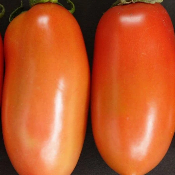 West Coast Seeds - La Roma Tomatoes - Early & Heavy Yield for Sauces (0.05g)