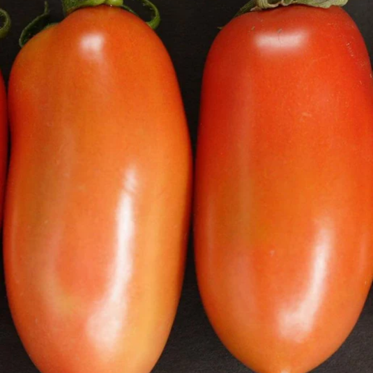 West Coast Seeds - La Roma Tomatoes - Early & Heavy Yield for Sauces (0.05g)