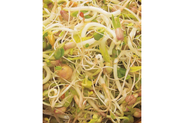 West Coast Seeds - Microgreens - Bean Salad Mix Certified Organic (100g)